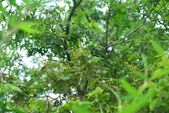 Mallotus paniculatus formosanus