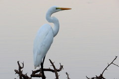 Ardea alba melanorhynchos