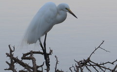 Ardea alba melanorhynchos
