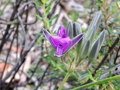 Thysanotus multiflorus