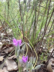Thysanotus multiflorus