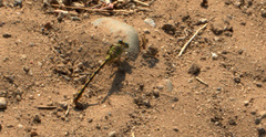 Ophiogomphus severus