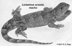 Liolaemus acostai