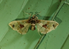 Leucinodes orbonalis