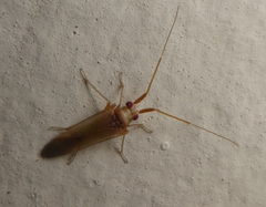 Nasocoris