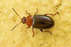 Podagrica fuscicornis