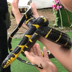 Boiga melanota