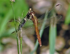 Erythrodiplax melanorubra