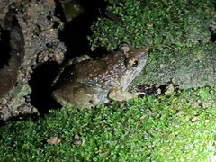 Limnonectes gyldenstolpei