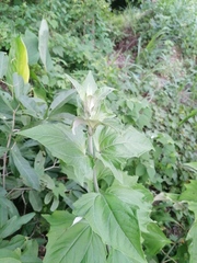 Tithonia tubaeformis