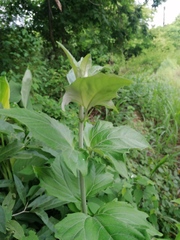 Tithonia tubaeformis