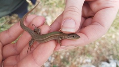 Podarcis melisellensis