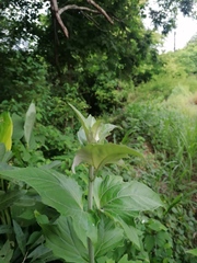 Tithonia tubaeformis