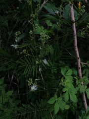 Acaciella