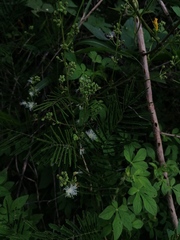Acaciella