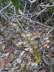 Tylecodon grandiflorus