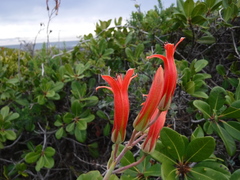 Tylecodon grandiflorus