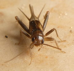 Orthoptera