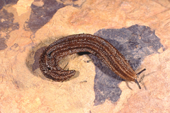 Chlamydephorus lawrencei