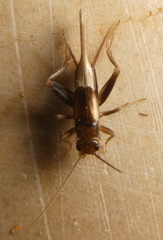 Orthoptera