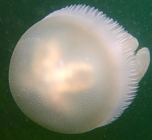 Blue Blubber Jelly, photo 5 of 7