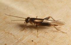 Orthoptera