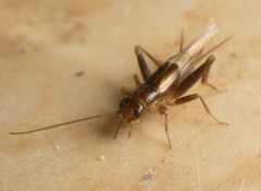 Orthoptera