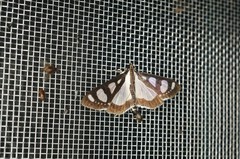 Glyphodes quadrimaculalis