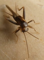 Orthoptera