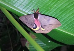 Automeris belti