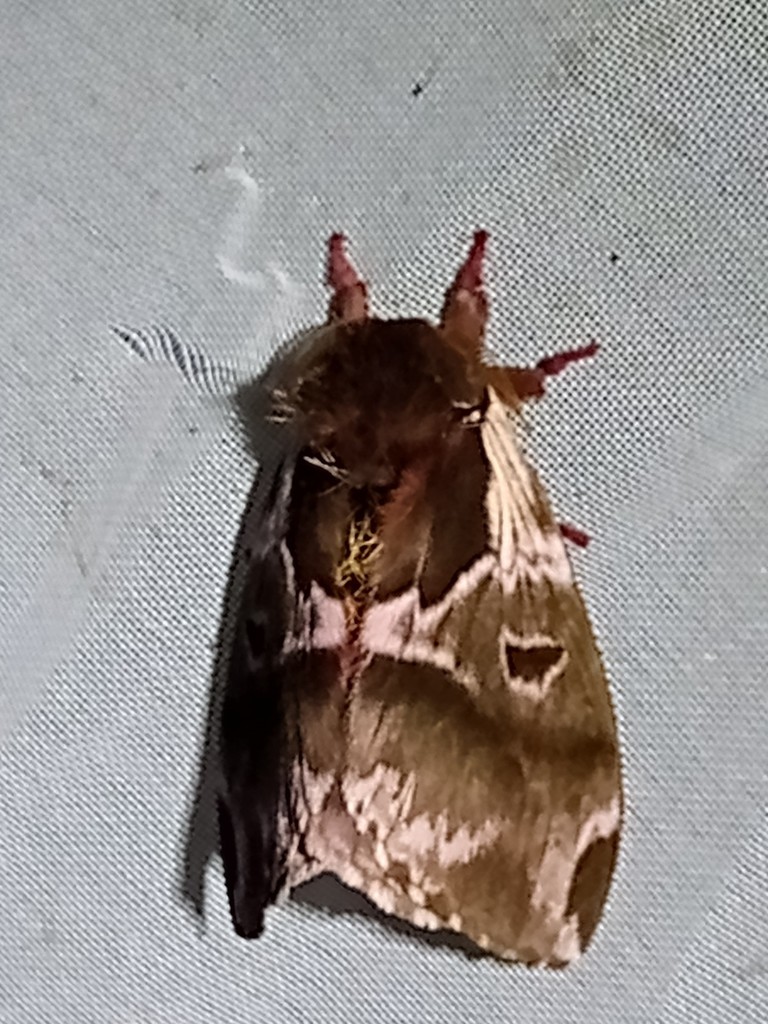Molippa tusina
