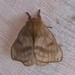 Hylesia continua - Photo (c) Eric van den Berghe, some rights reserved (CC BY-NC), uploaded by Eric van den Berghe