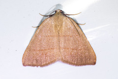 Drepanulatrix bifilata