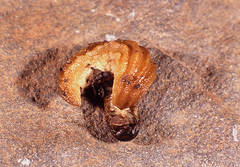 Chlamydephorus lawrencei