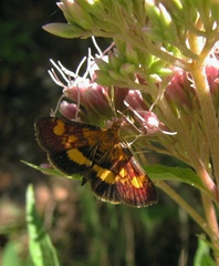 Pyrausta falcatalis