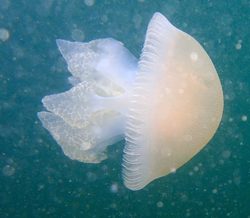 Blue Blubber Jelly, photo 6 of 7