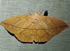 Lonomia columbiana