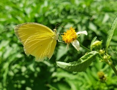 Pyrisitia dina westwoodi