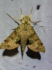 Xylophanes zurcheri