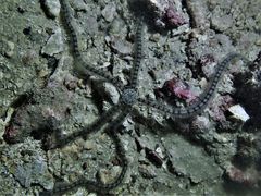 Macrophiothrix