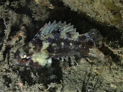 Centrogenys vaigiensis