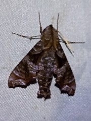Nyceryx