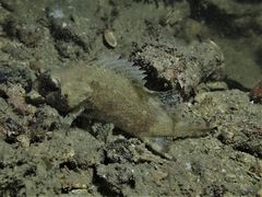 Centrogenys vaigiensis