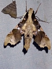 Callionima denticulata