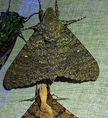 Manduca muscosa