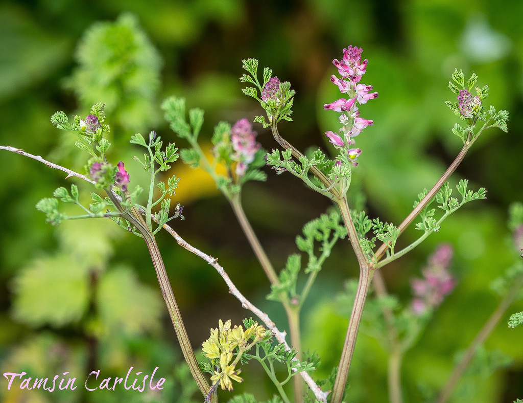 Dense-flowered Fumitory