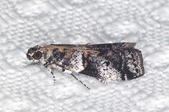 Acrobasis comptella
