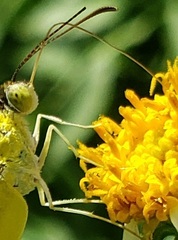Pyrisitia dina westwoodi