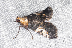 Milgithea alboplagialis