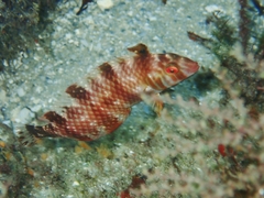 Xyrichtys splendens